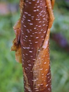 Betula utilis ‘Mount Luoji’