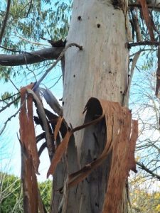 Eucalyptus mannifera var. praecox