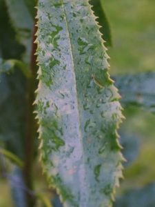 Photinia serratifolia var. ardisiifolia