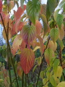 Stachyurus macrocarpus