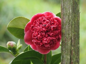 Camellia ‘Crimson Candles’