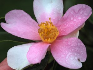 Camellia sasanqua ‘Yume’