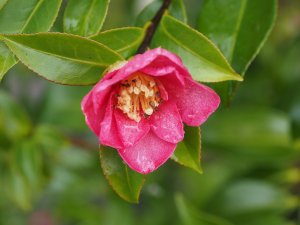 Camellia sasanqua ‘Hiryu’