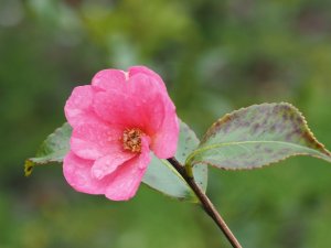 Camellia sasanqua ‘Sekiyo’