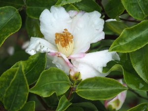 Camellia sasanqua ‘Yoimachi’