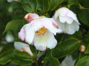 Camellia sasanqua ‘Yoimachi’