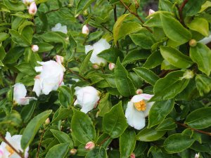 Camellia sasanqua ‘Yoimachi’