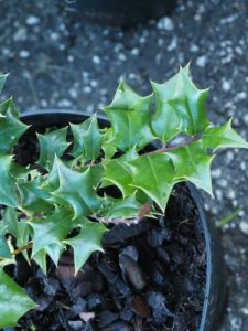 Griselinia jodinifolia