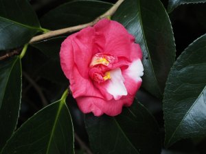 Camellia ‘Nagasaki’ or Camellia ‘Adolphe Audusson Variegata’