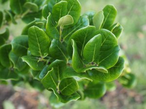 Ilex perado subsp. azorica – (BSWJ 12526)