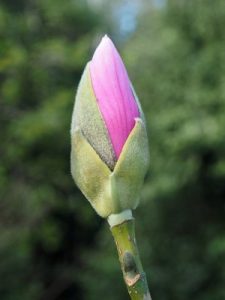 Magnolia sprengeri ‘Fire’