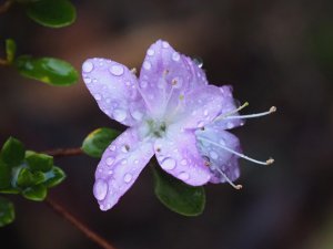 Azalea ‘Omoine’. (‘Dame Lavender’) Wilson