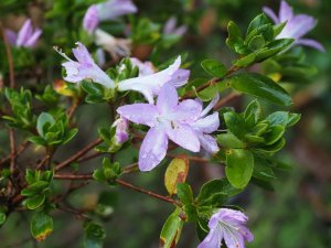 Azalea ‘Omoine’. (‘Dame Lavender’) Wilson