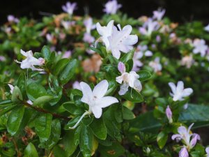 Azalea ‘Omoine’. (‘Dame Lavender’) Wilson
