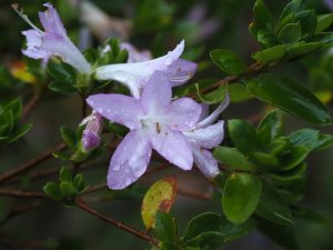 Azalea ‘Omoine’. (‘Dame Lavender’) Wilson