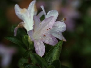 Azalea ‘Omoine’. (‘Dame Lavender’) Wilson