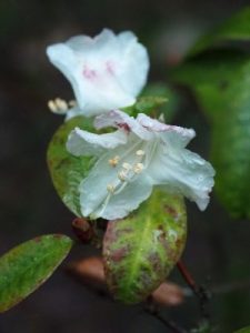 Rhododendron ‘Bo Peep’
