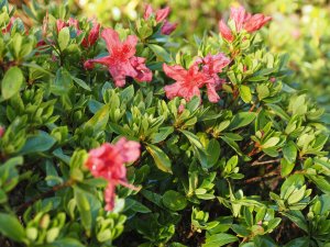 Azalea Obtusum Group x Azalea Indica Group