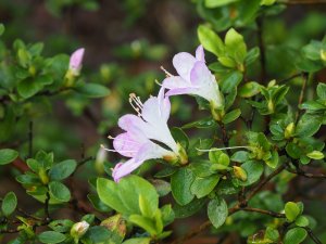 Azalea ‘Omione’ (‘Dame Lavander’)