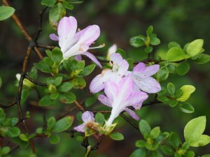 Azalea ‘Omione’ (‘Dame Lavander’)