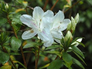 Azalea x mucronatum ‘Lilacinum’