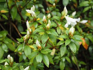 Azalea x mucronatum ‘Lilacinum’