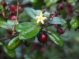 Corokia macrocarpa