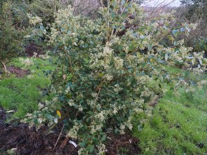 Pomaderris apiculata