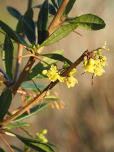 Berberis kawakamii