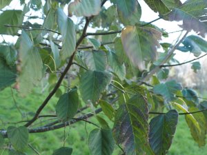 Tilia tuan var. chenmoui (TH1075 from Keith Rushforth)