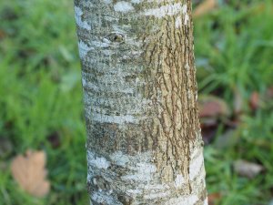 Tilia tuan var. chenmoui (TH1075 from Keith Rushforth)