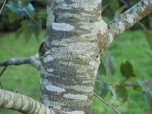 Tilia tuan var. chenmoui (TH1075 from Keith Rushforth)