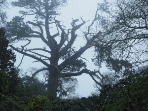 All that is left of the giant fir (Pinus radiata) at Donkey Shoe