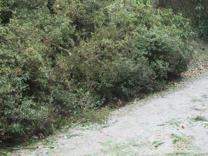 The Azalea bush where I lay awaiting rescue