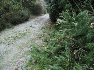 The Azalea bush where I lay awaiting rescue