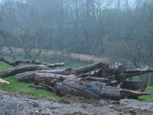 Damage to the Kitchen Garden walls