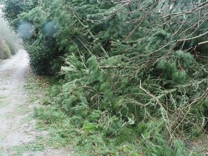 The fir tree which touched the top of my head