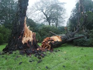 A giant fir between George’s Hut and Tin Garden