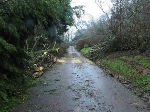 The tree which the Gator got stuck in on Thursday night