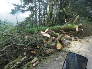 The tree which the Gator got stuck in on Thursday night