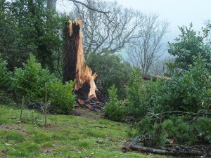 Two more giant firs above HQN