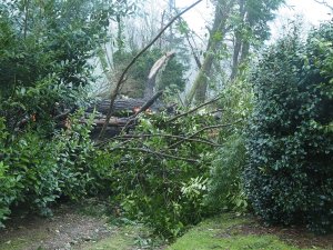 Two more giant firs above HQN