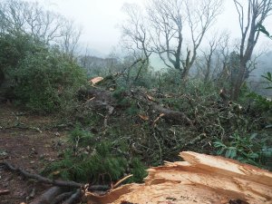 Two more giant firs above HQN