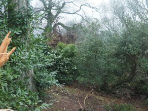 Two more giant firs above HQN