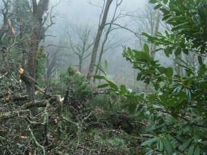 Two more giant firs above HQN