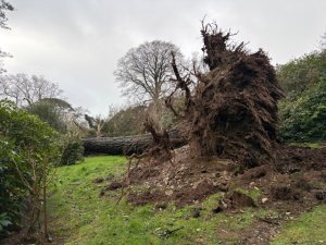 Above Crinodendron Hedge the largest root ball ever