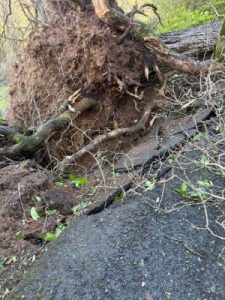 The Drive below Hovel