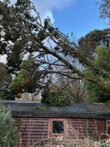 A tree over the KPK offices