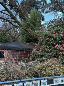 A tree over the KPK offices