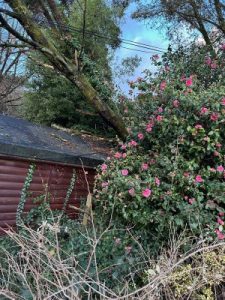 A tree over the KPK offices